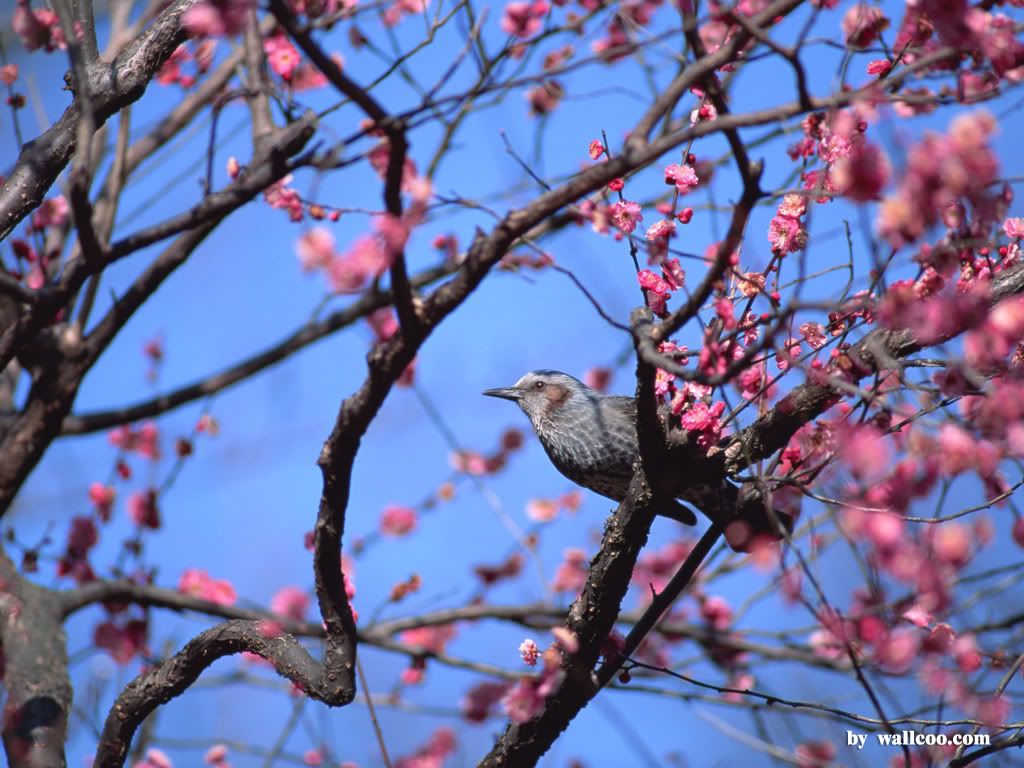 Bird And Sakura Flower