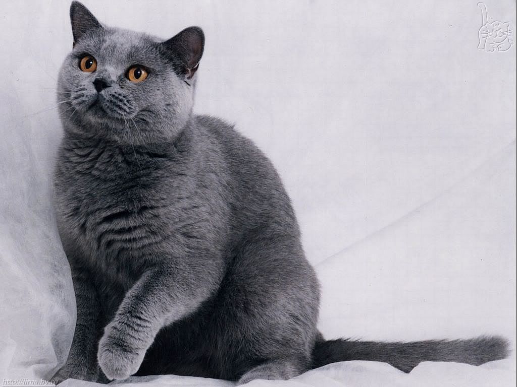 Silver cat