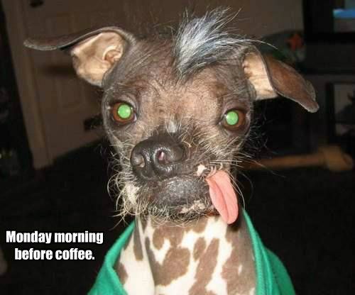 funny-dog-pictures-monday-morning-before-coffee_zpsc910961b photo funny-dog-pictures-monday-morning-before-coffee_zpsc910961b.jpg