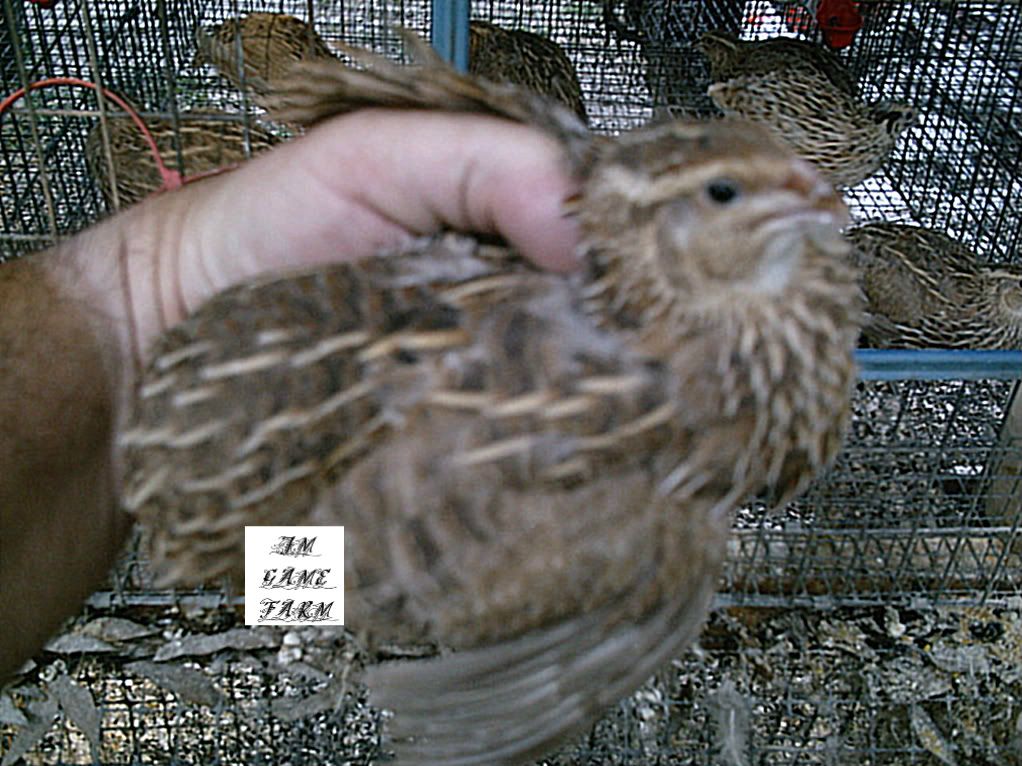 Cinnamon/ Fawn/ Roux Dilute/ Whatever? Coturnix Quail Eggs BackYard