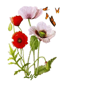 Amapolas
