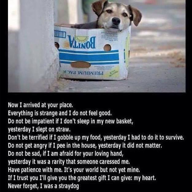 Romanian%20stray%20dog%20poem_zpskq9nrejh.jpg