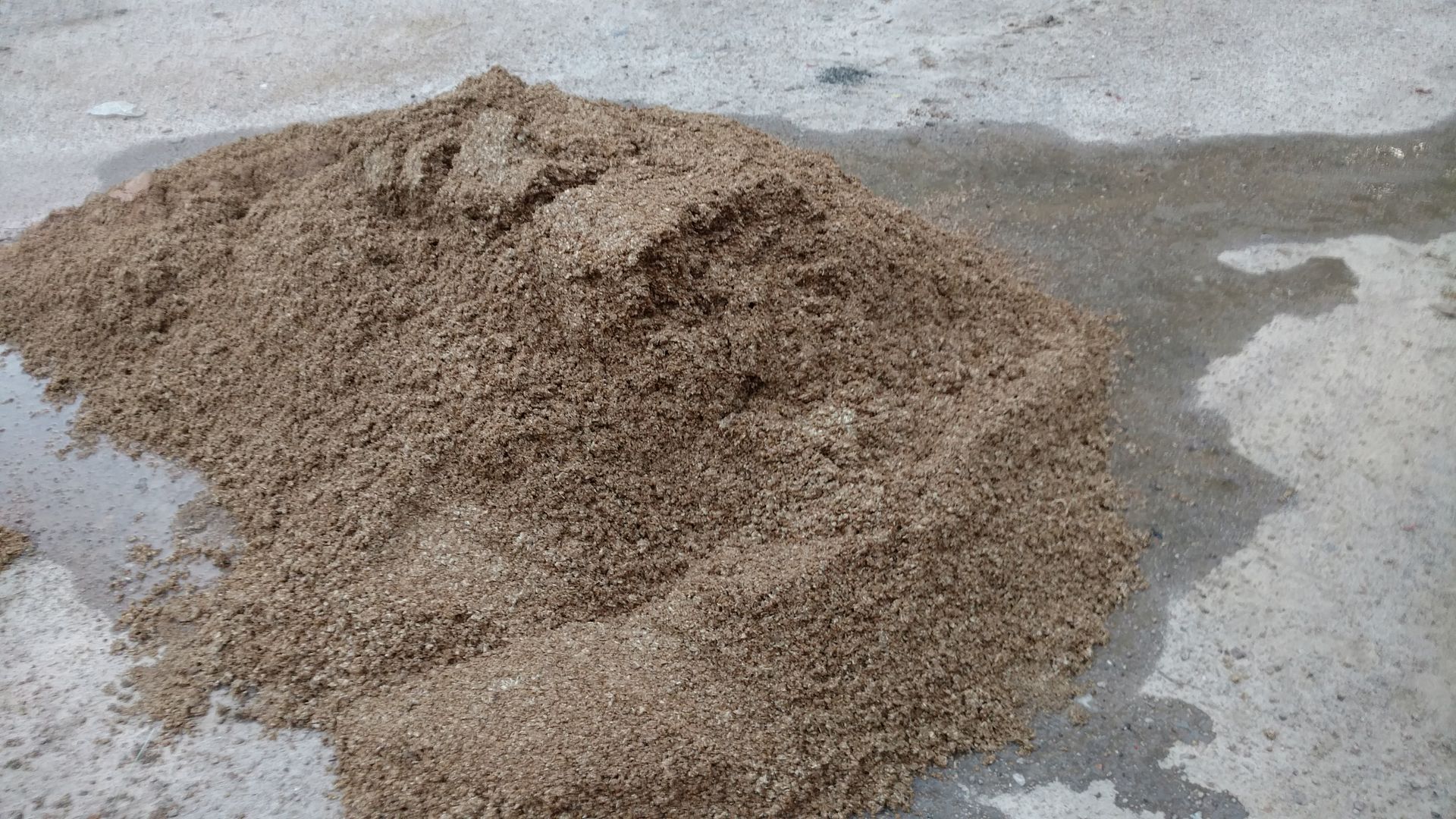 Brewers Grain for Feed Cattle, Cow & Ranching Community