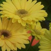 Beautiful Daisy Flowers from my garden