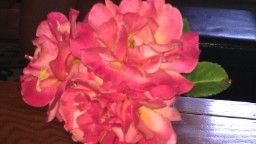 Roses from our garden !