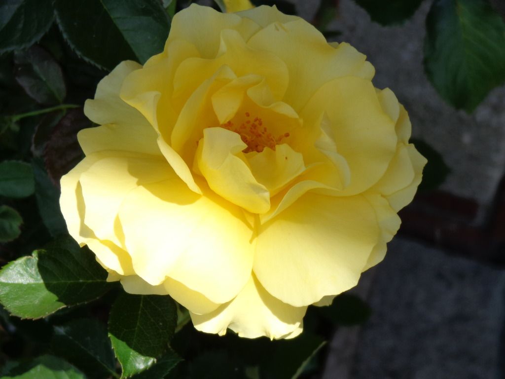 Beautiful Yellow Rose from my Garden, God's Creation, Simply Superb