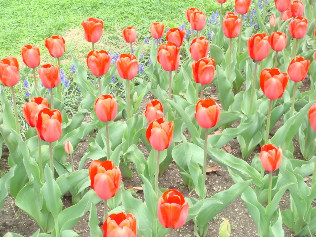 Tulip Flowers