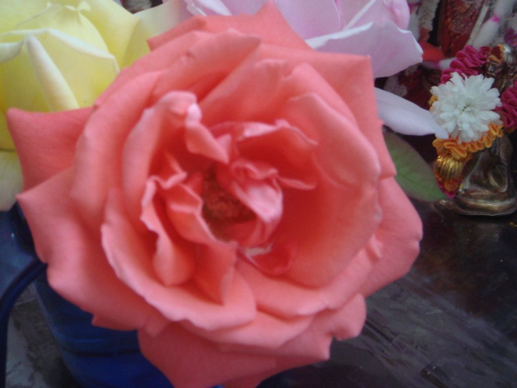 Rose from our garden, Rose in Our garden, Beautiful God's Creation !!