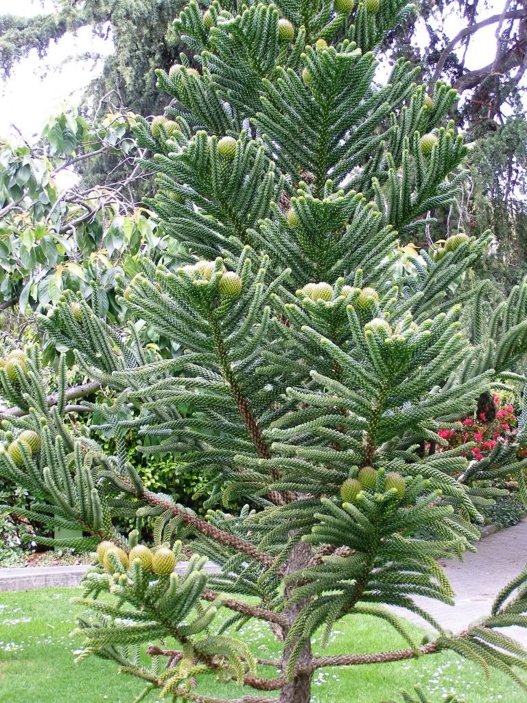 araucaria montana