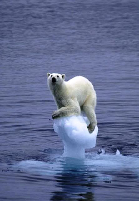 climate change polar bear