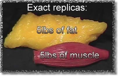 muscle-and-fat.jpg