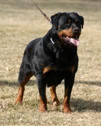Boxer Boxer