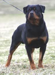 pitbull pitbull