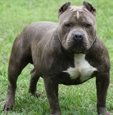 pitbull pitbull