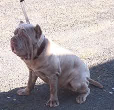 pitbull pitbull