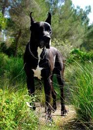 Boxer Boxer