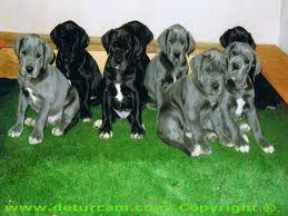 Razas de perros mas peligrosas, videos y pelicula Razas de perros mas peligrosas, videos y pelicula