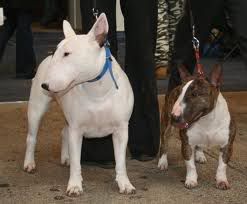 Dogos Dogos