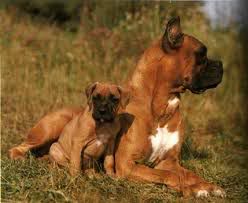 ROTTWAILER ROTTWAILER