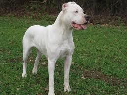 Boxer Boxer