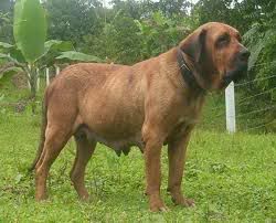 Razas de perros mas peligrosas, videos y pelicula Razas de perros mas peligrosas, videos y pelicula