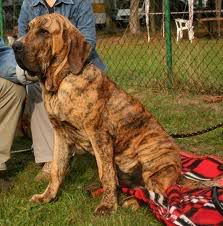 Boxer Boxer
