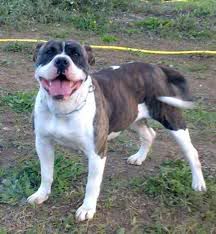 ROTTWAILER ROTTWAILER