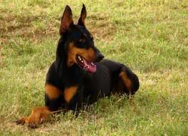 ROTTWAILER ROTTWAILER
