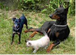 Dogos Dogos