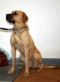 ROTTWAILER ROTTWAILER