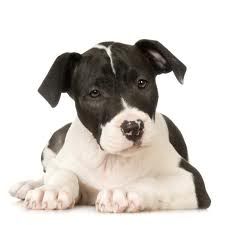 ROTTWAILER ROTTWAILER