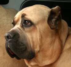 ROTTWAILER ROTTWAILER