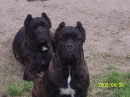 Dogos Dogos