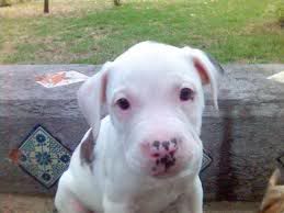 Boxer Boxer