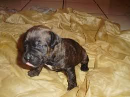 Boxer Boxer