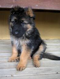 ROTTWAILER ROTTWAILER