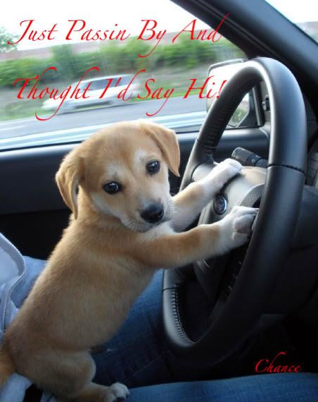 dog behind the wheel photo 5583817362_8e146b8f1b_o_d-11_zpse5301304.jpg