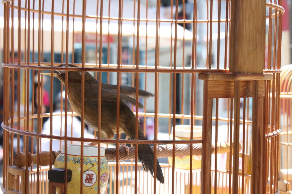 Tiệm chim cảnh 15 Đồng Đen và 56/10 Hoàng Sa. Quận Tân Bình - 2