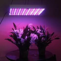 LED Grow Lights