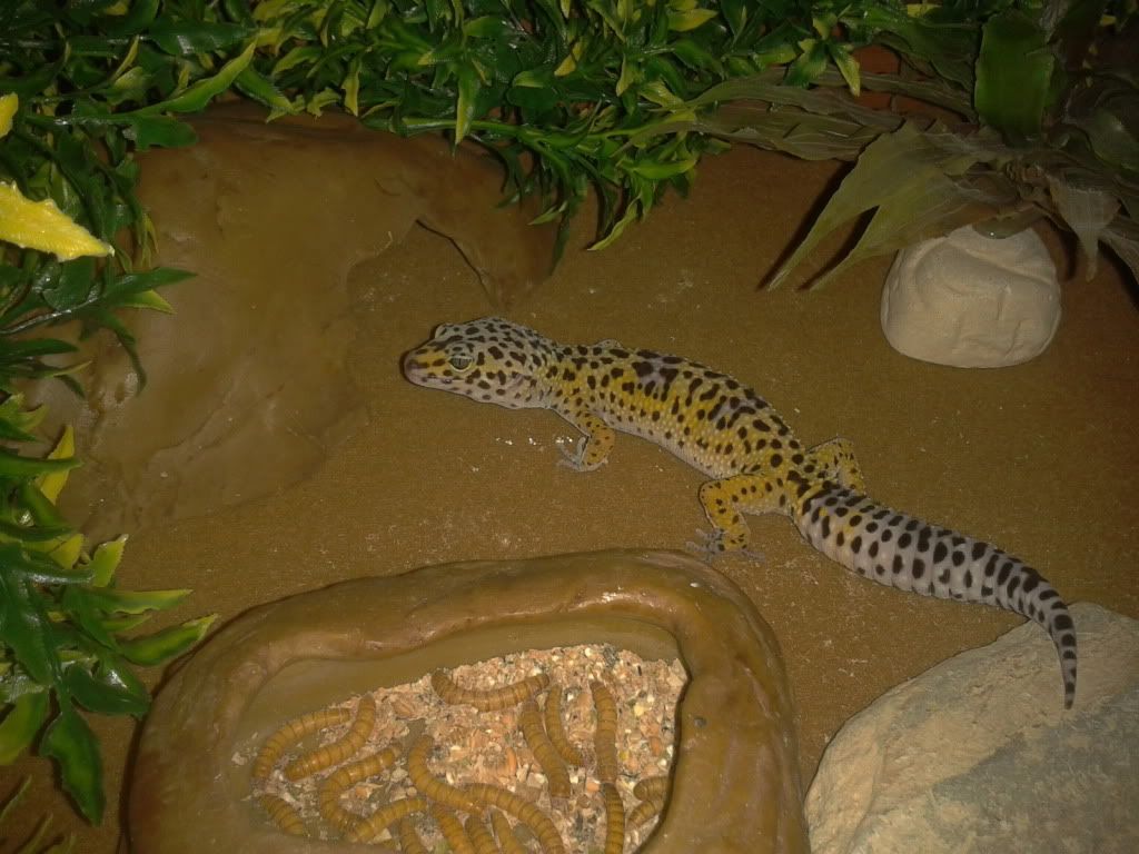 Show off your Leos Reptile Forums