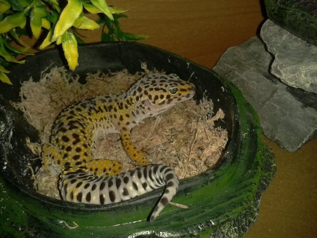 Show off your Leos Reptile Forums