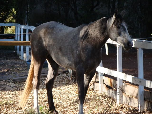 Dorsal stripe on a grey horse? | Stockyard Horse Classifieds and