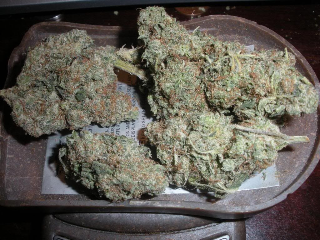 platinum rockstar strain